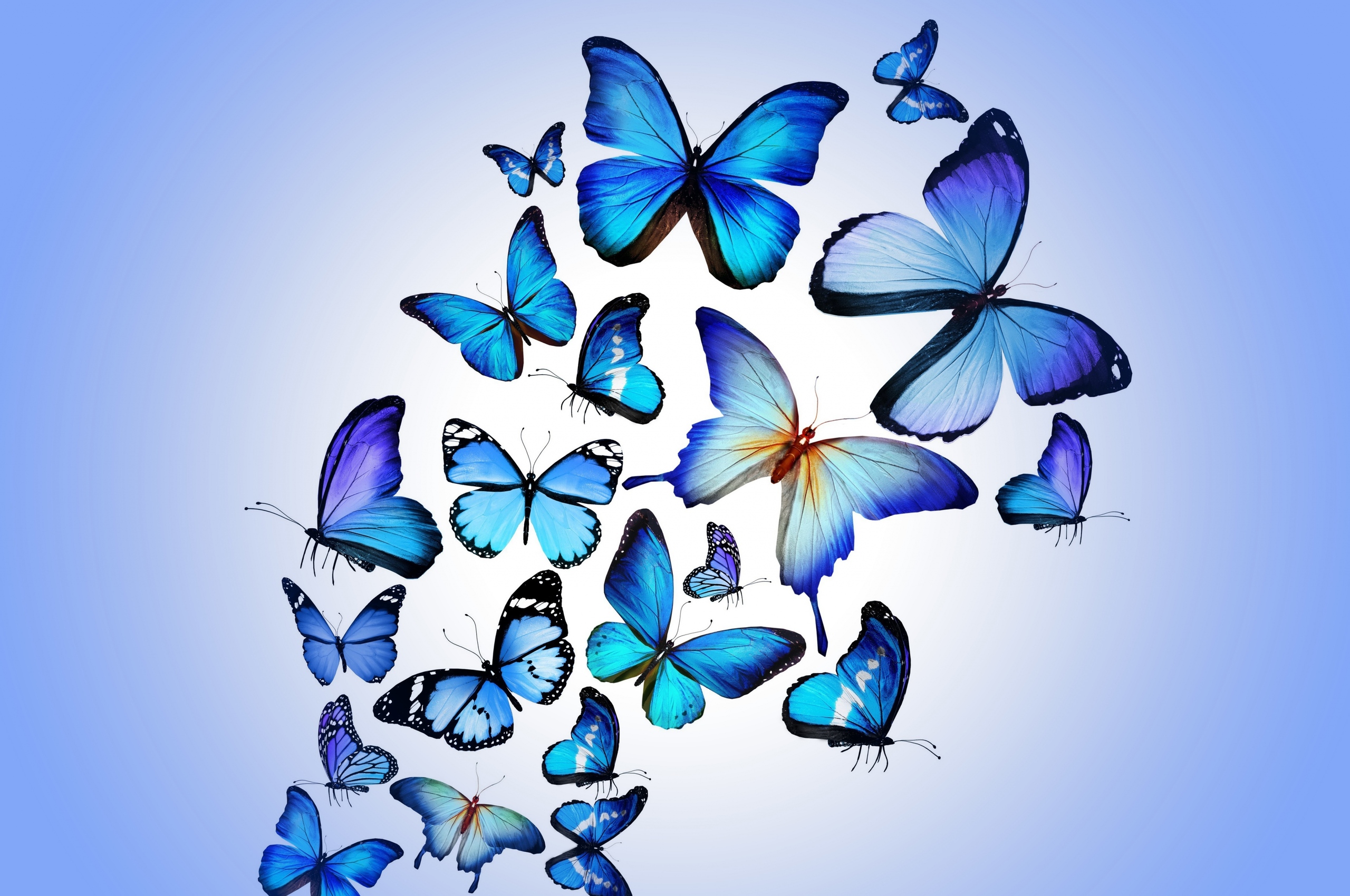 Butterflies Aesthetic 4k Wallpapers - Wallpaper Cave