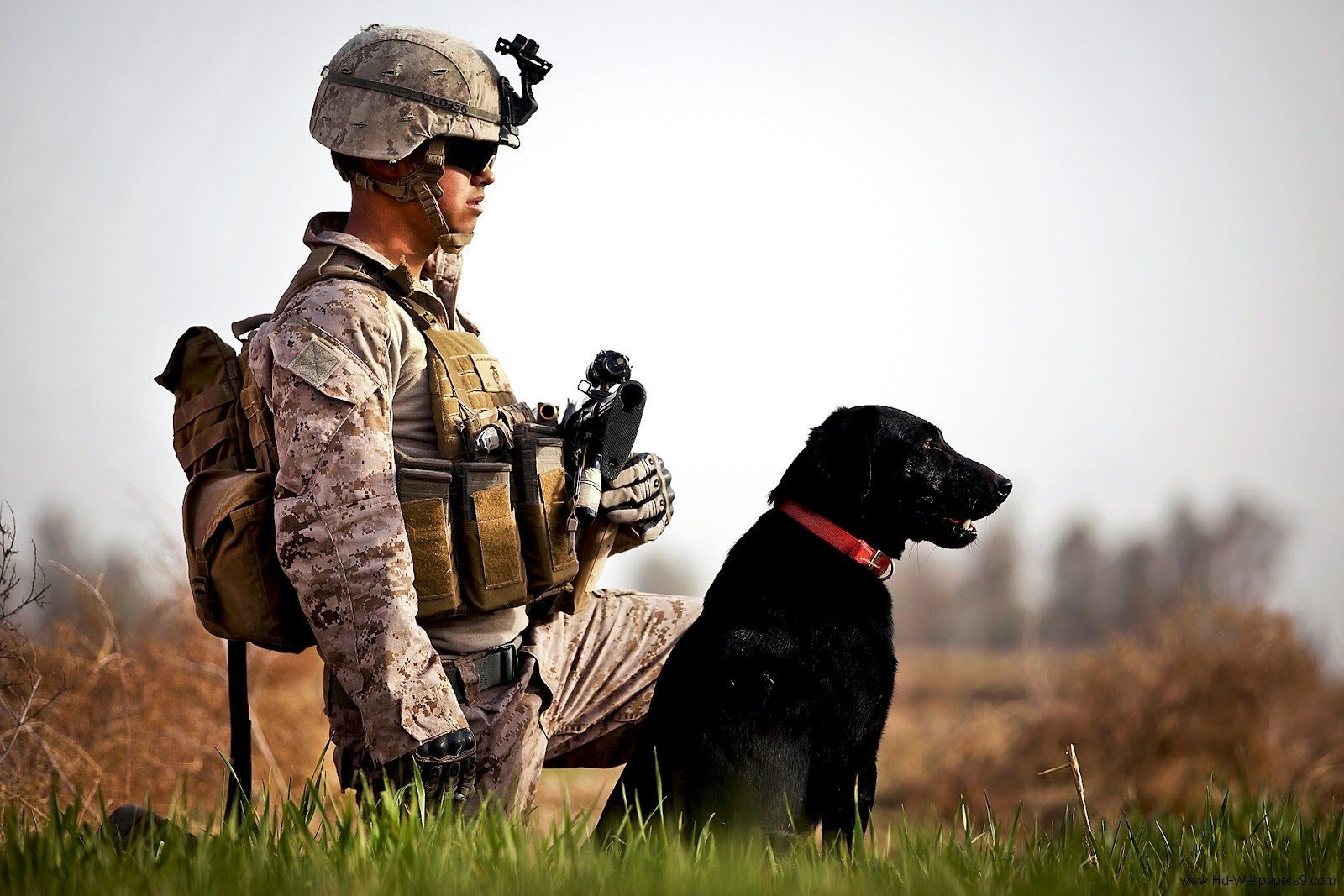 marine corps wallpaper. Military working dogs, Military dogs, Detection dogs