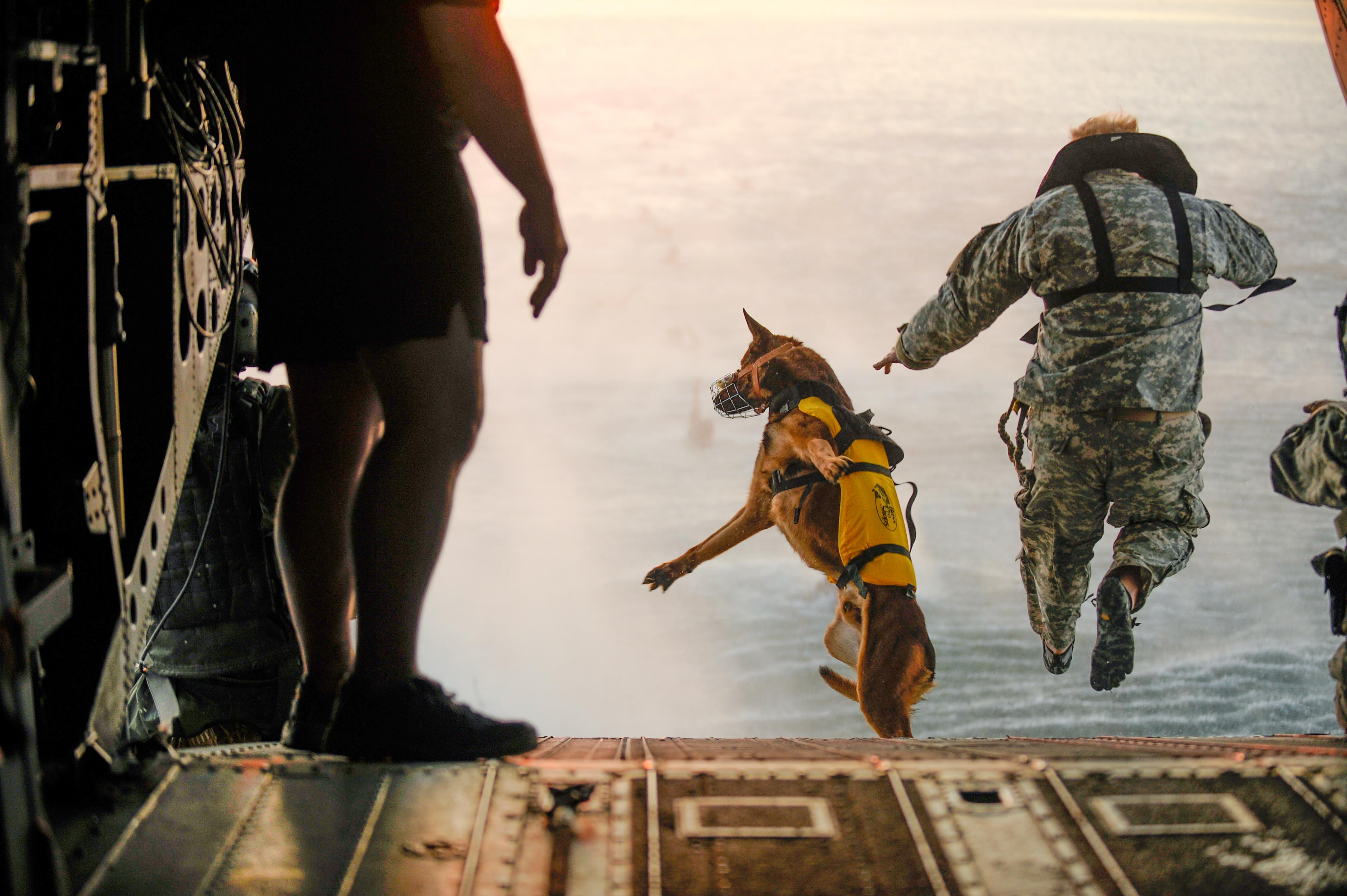 Amazing Photo of Military and Police Dogs Around the World