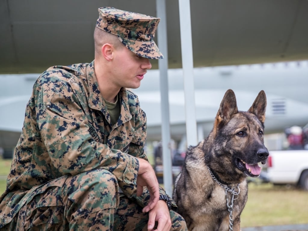 Meet the Veterinarians at a Military Working Dog Hospital. Vet Set Go