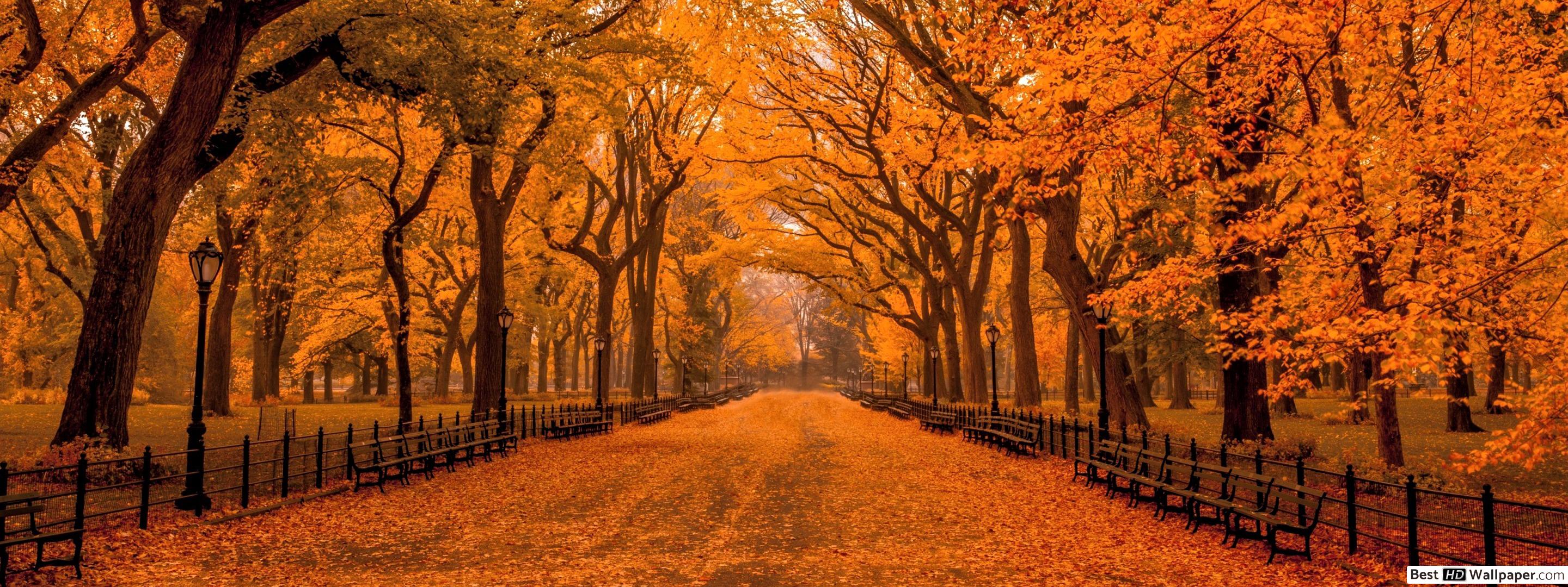 Autumn in Central Park HD wallpaper download