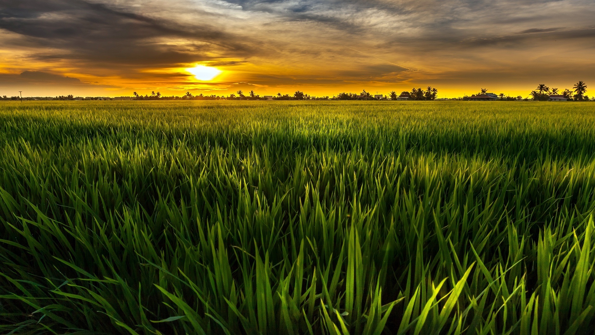 Wallpaper Green, sun, fields, green, sky, clouds, dusk 1920x1080 Full HD 2K Picture, Image