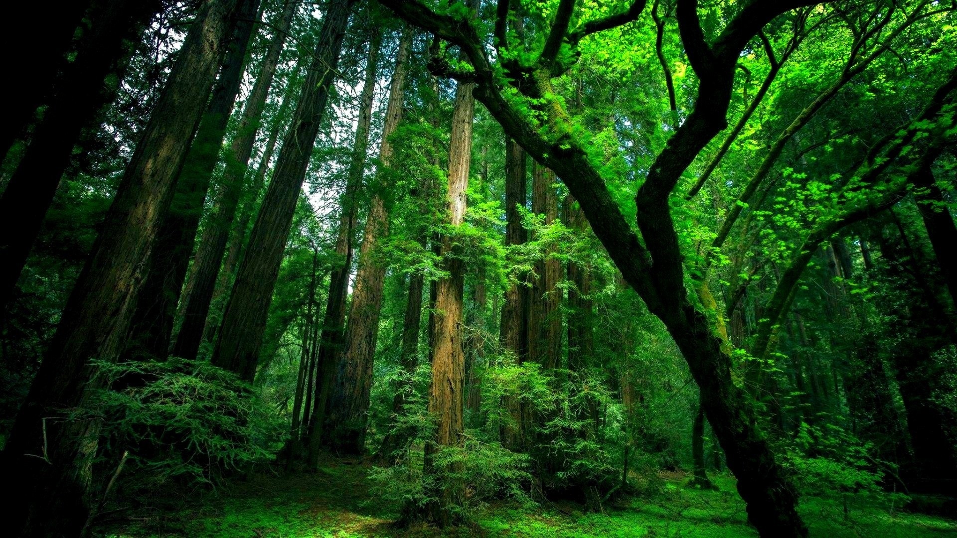 Wallpaper Forest, trees, green, nature 1920x1080 Full HD 2K Picture, Image