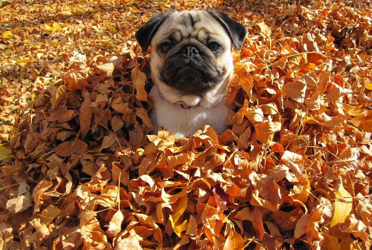 Собаки мопсы осенью в листьях