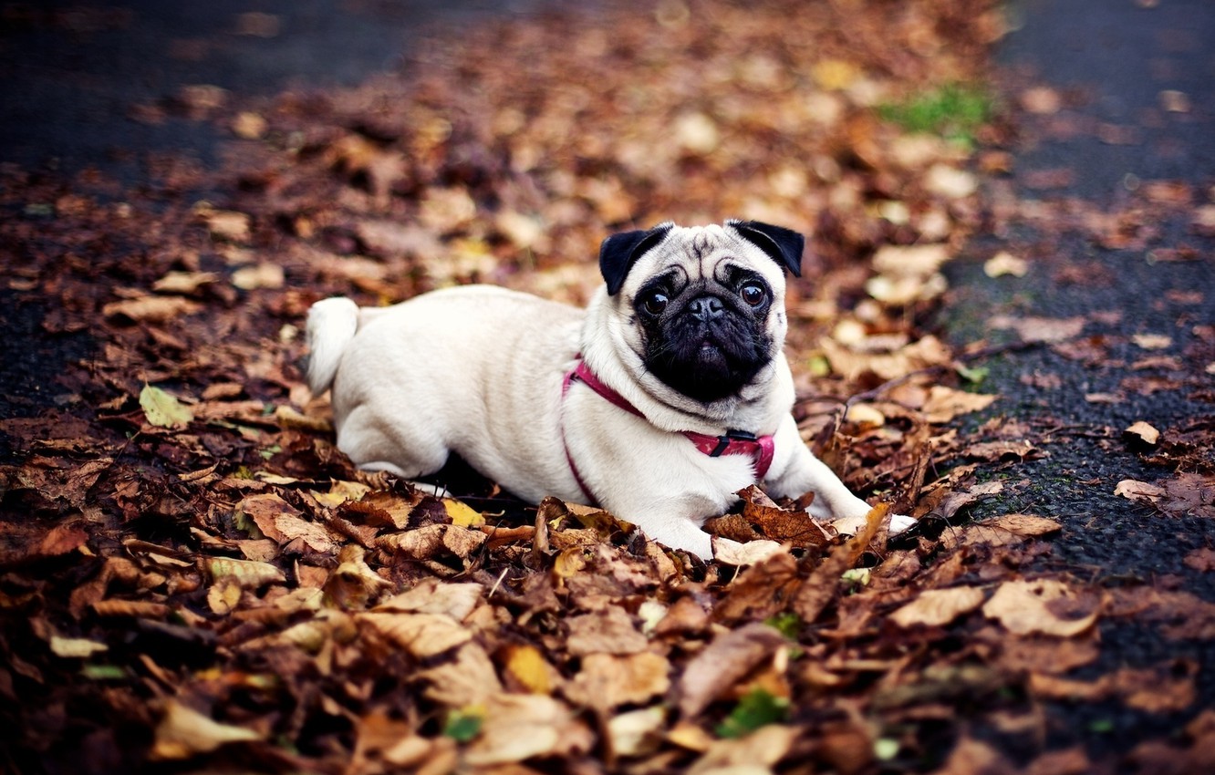 Wallpaper autumn, dog, pug image for desktop, section собаки