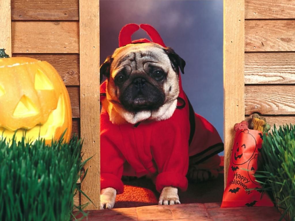 Pug Halloween Wallpaper Free Pug Halloween Background