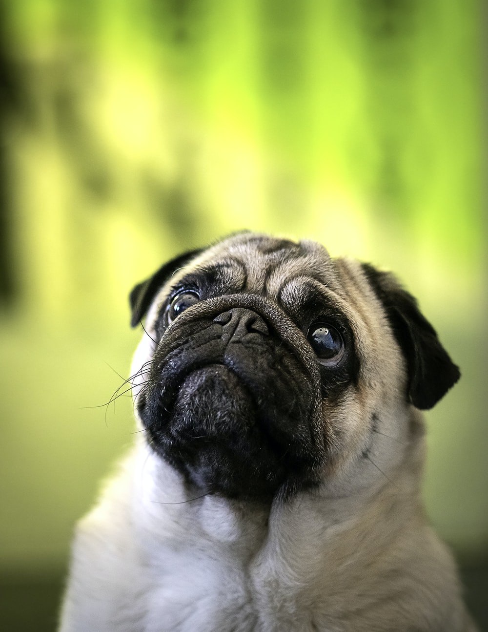 Pug Dog Picture. Download Free Image