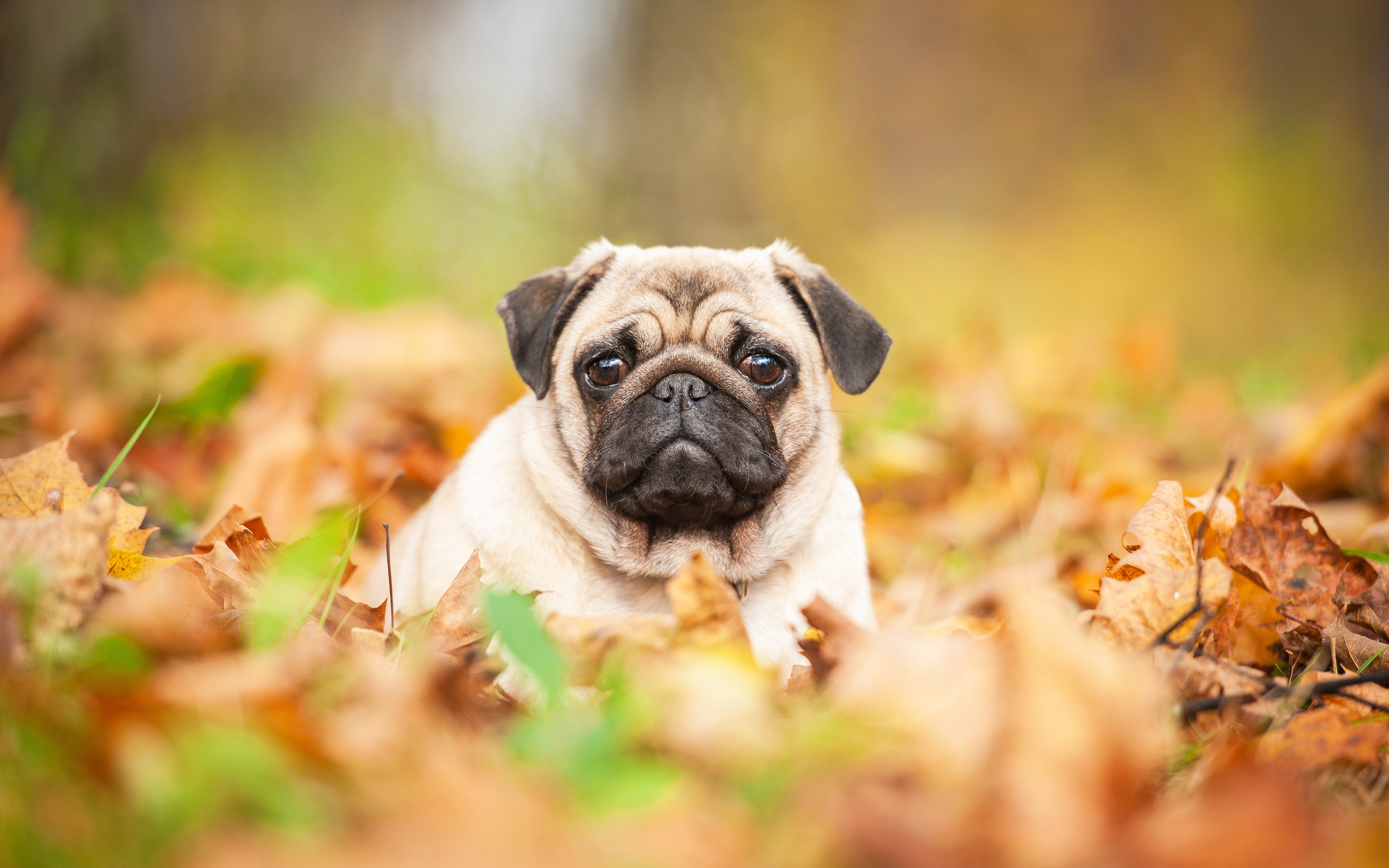 Download wallpaper Pug, small puppy, cute animals, small dog, autumn, 4k for desktop with resolution 3840x2400. High Quality HD picture wallpaper