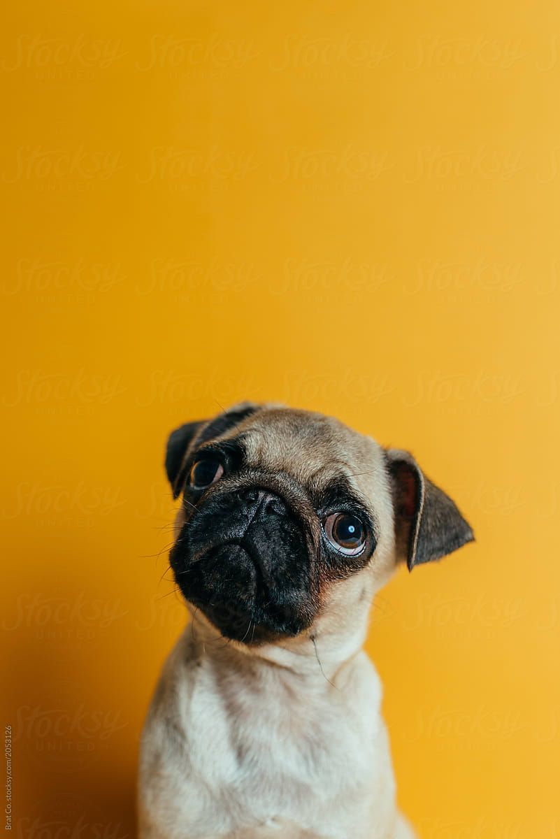 Pug On Yellow Background by Brat Co, Puppy. Pug wallpaper, Dog wallpaper, Dog wallpaper iphone