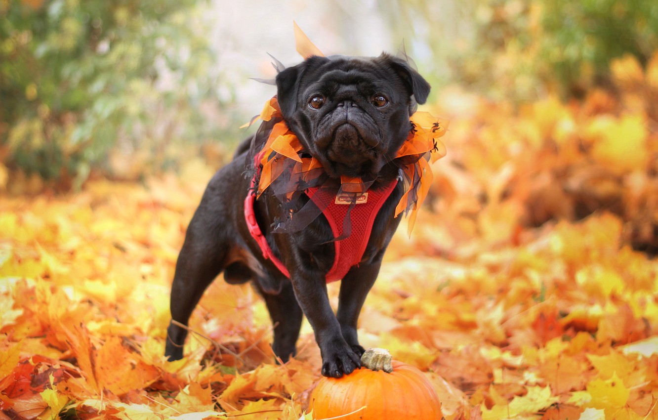 Wallpaper autumn, nature, foliage, dog, pug, pumpkin image for desktop, section собаки