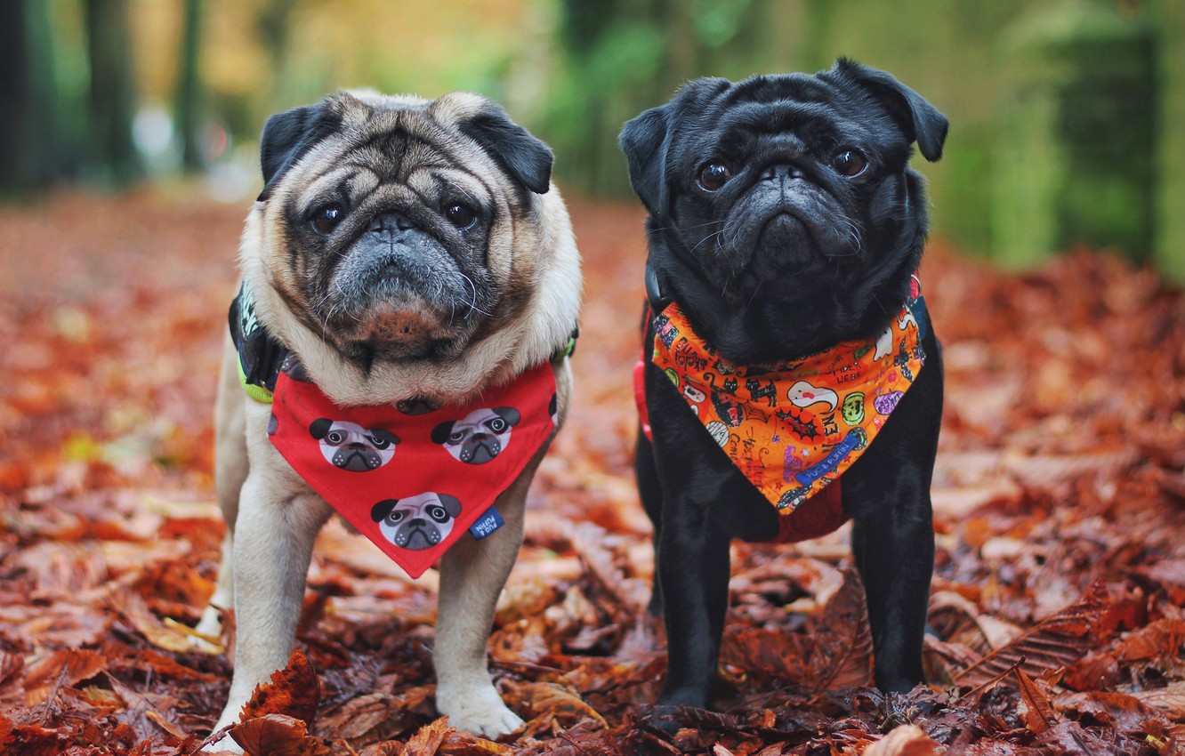 Wallpaper autumn, dogs, nature, dog, pair, pug, shawl, pugs image for desktop, section собаки
