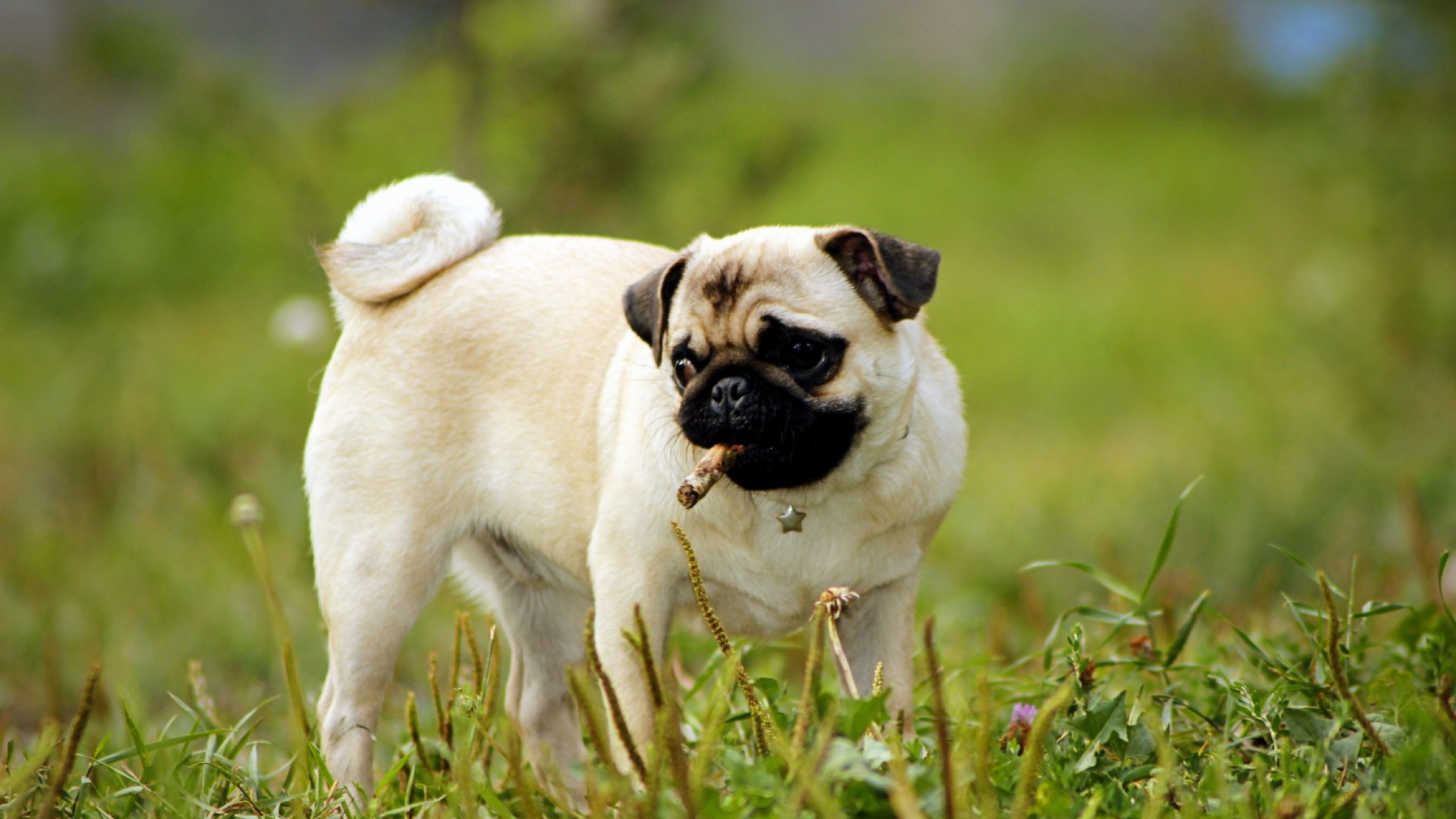 Pug Wallpaper For Desktop Background Background Pc