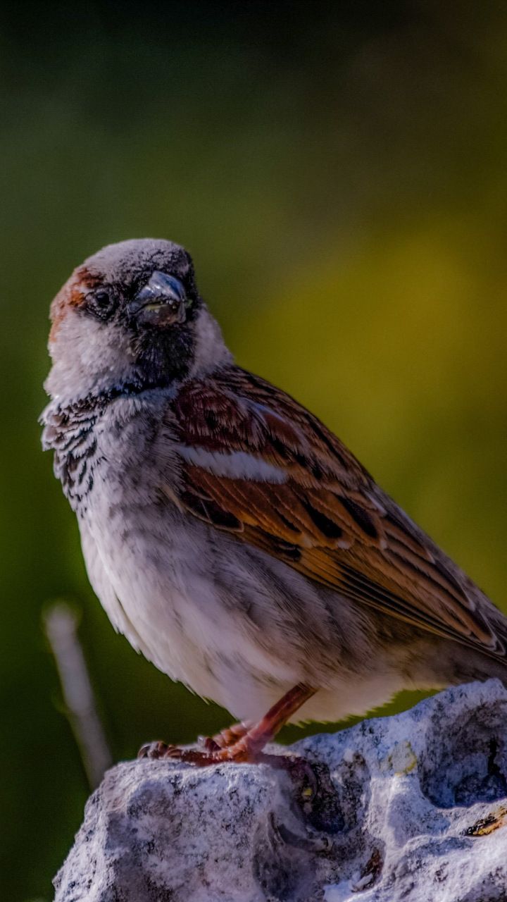 Portrait, sparrow, bird, 720x1280 wallpaper. Bird, Bird wallpaper, Portrait