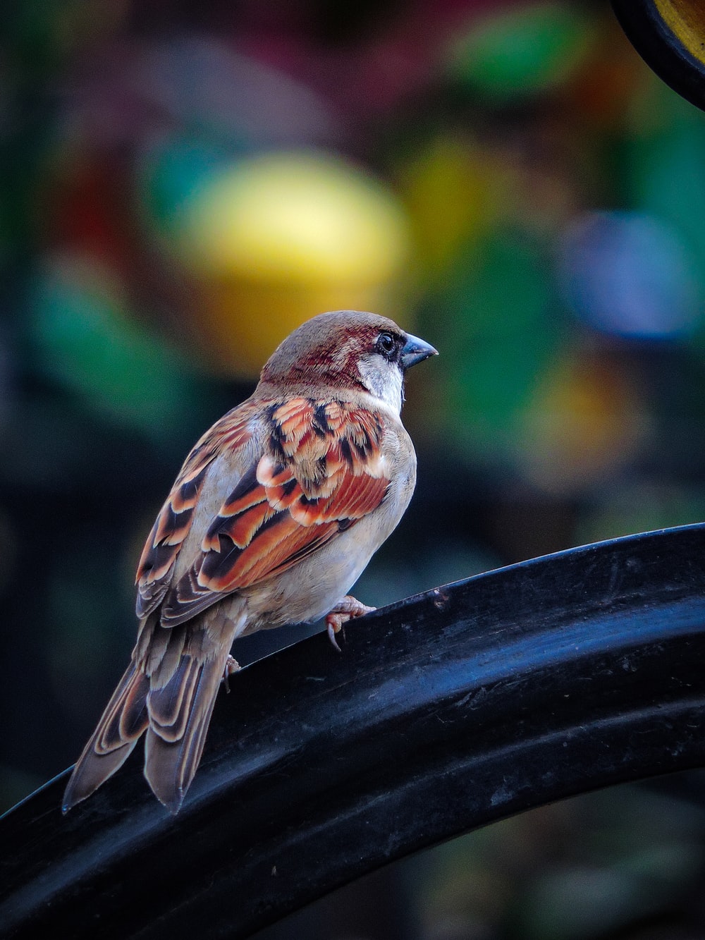 Sparrow Wallpaper - Windows 10 Wallpapers | Birds wallpaper hd, Beautiful  bird wallpaper, Bird wallpaper