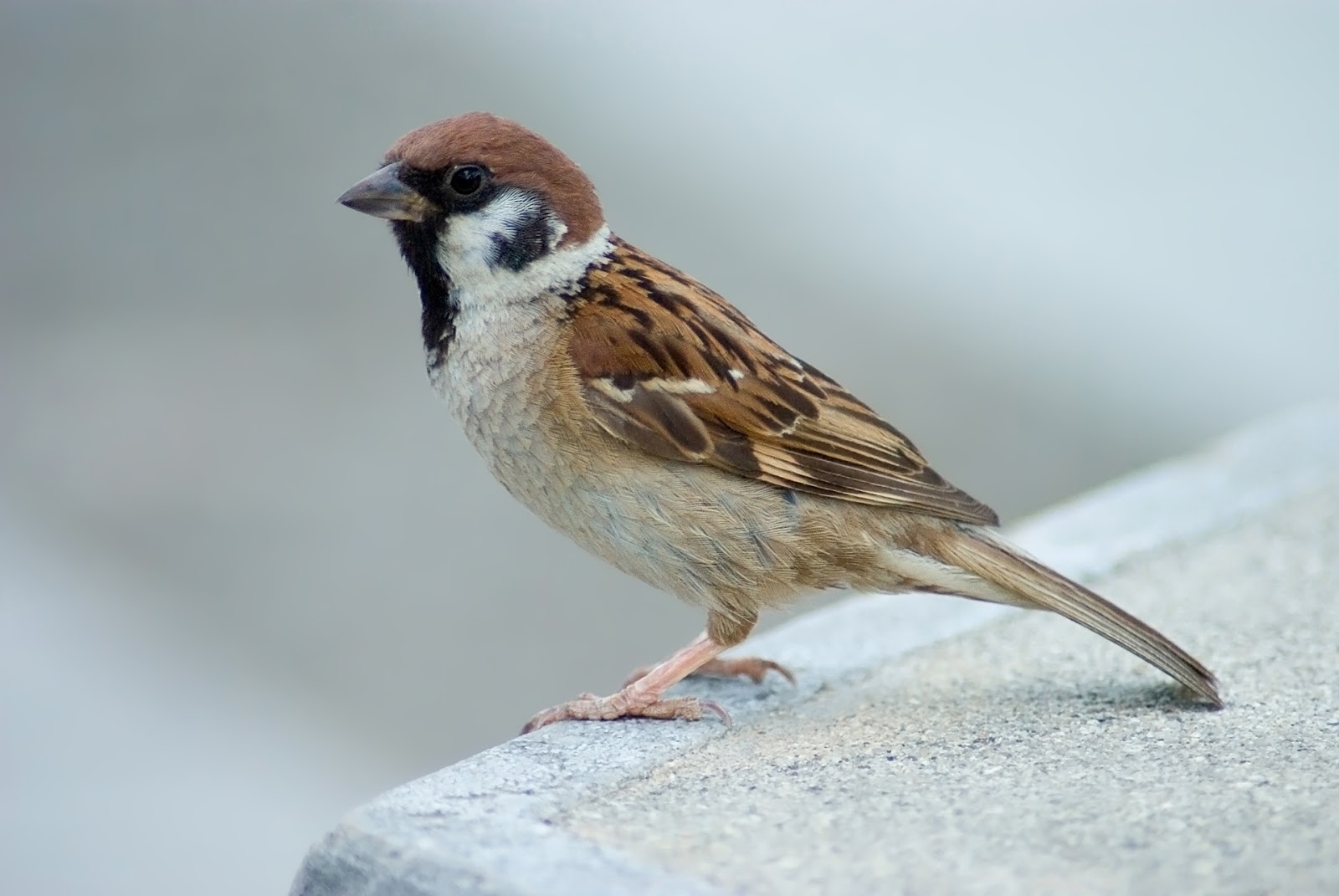 Desktop Birds Wallpaper HD Free Download Tree Sparrow