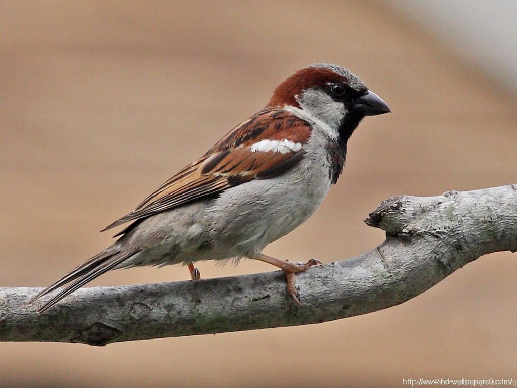 House Sparrow Wallpaper, Birds Desktop Background