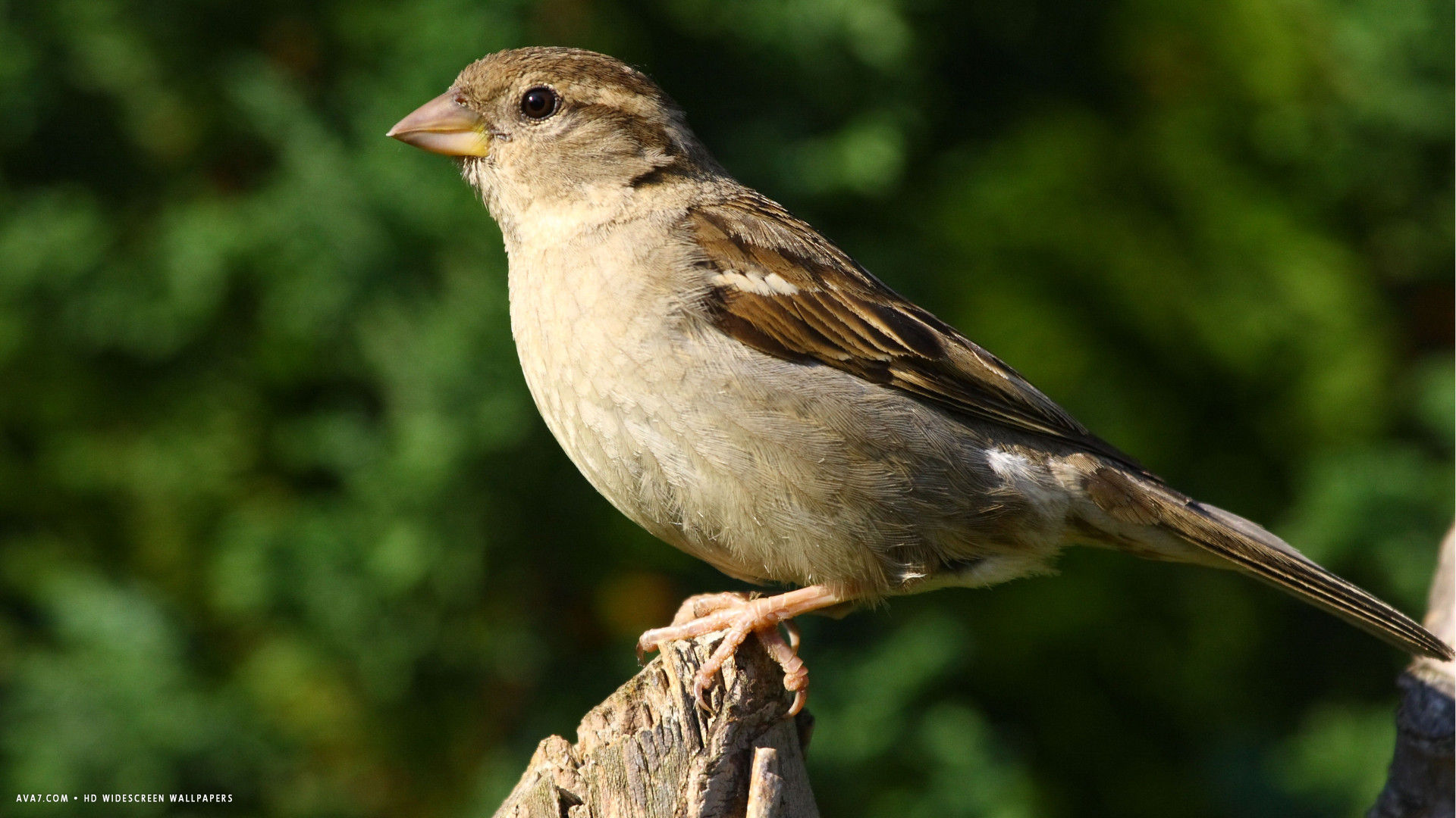 sparrow bird sitting HD widescreen wallpaper / birds background