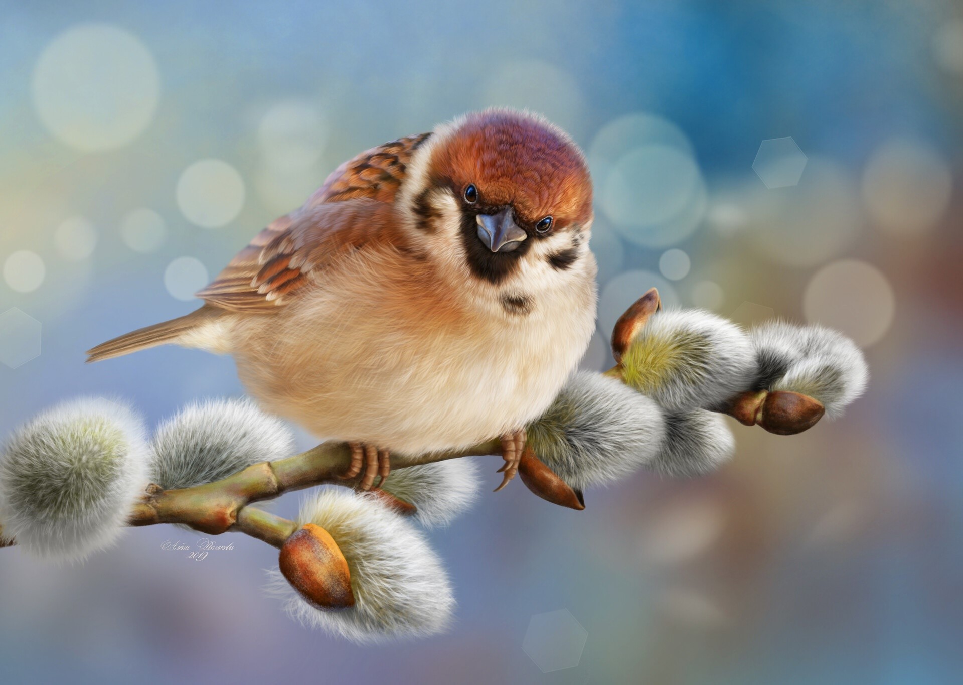 HD Wallpaper for theme: sparrow HD wallpaper, background