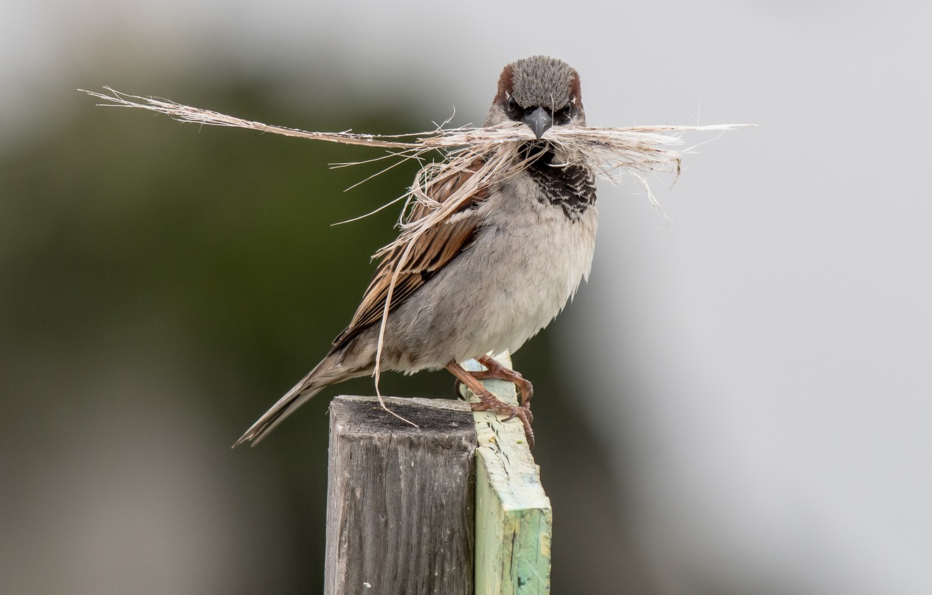 Wallpaper Close Up, Sparrow, Bird Image For Desktop, Section животные