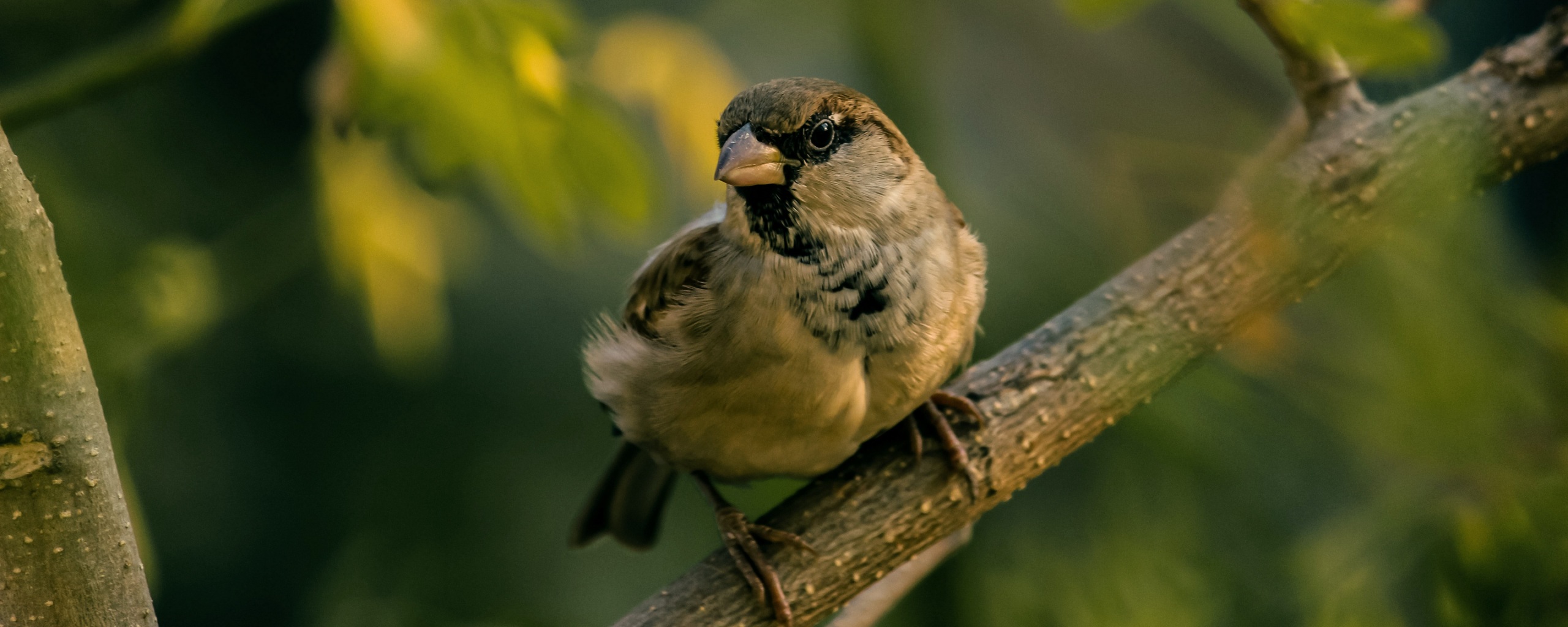 Wallpaper 4k sparrow, bird, blur 4k Wallpaper