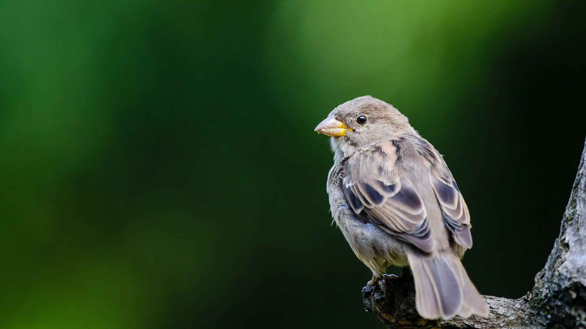 Desktop Wallpaper Cute Sparrow Bird, Close Up, HD Image, Picture, Background, Om3xwh