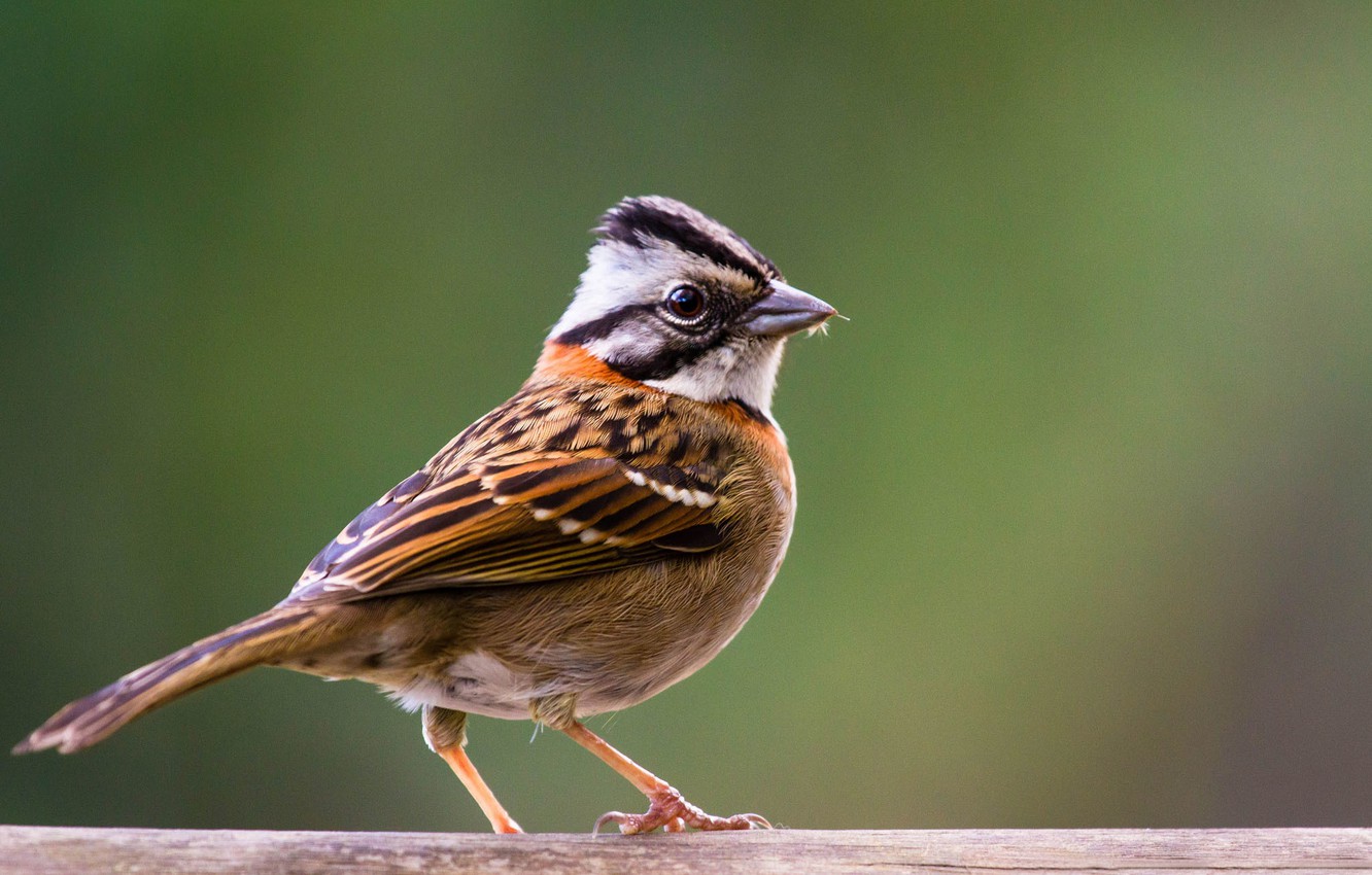 Wallpaper background, bird, Sparrow image for desktop, section животные