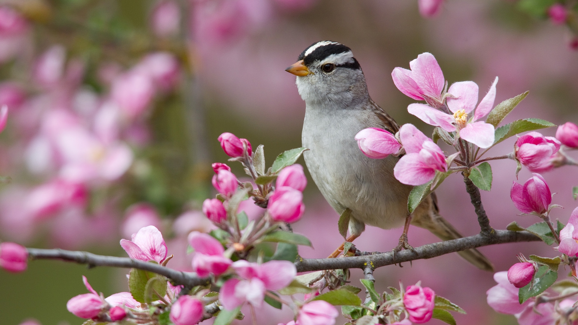 Download Wallpaper 1920x1080 sparrow, bird, branches, flowers, bloom Full HD 1080p HD Background