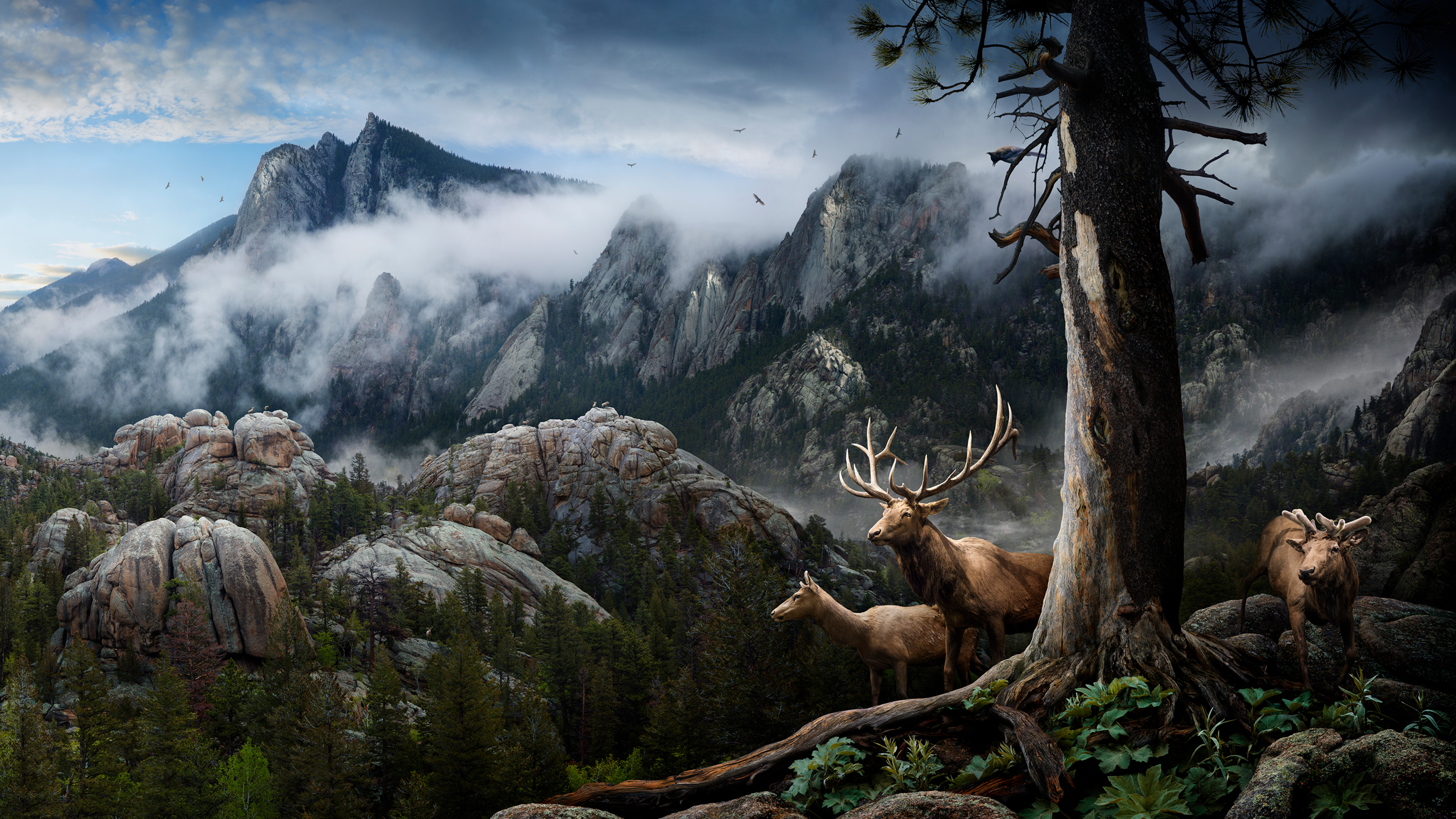 Elk Forest Landscape Conservation 4k HD 4k Wallpaper, Image, Background, Photo and Picture