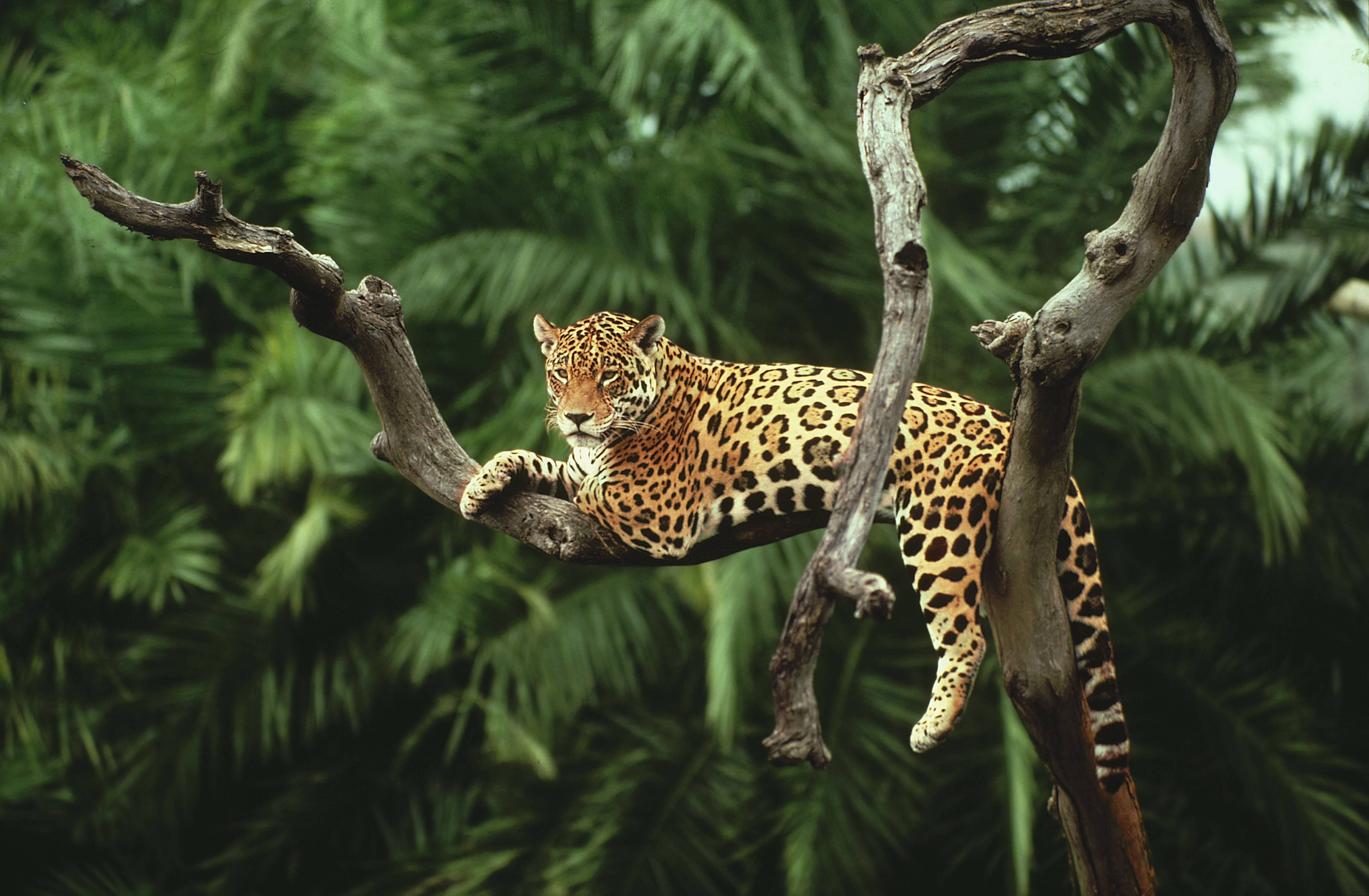 Jaguar And Wildlife Conservation HD Wallpaper