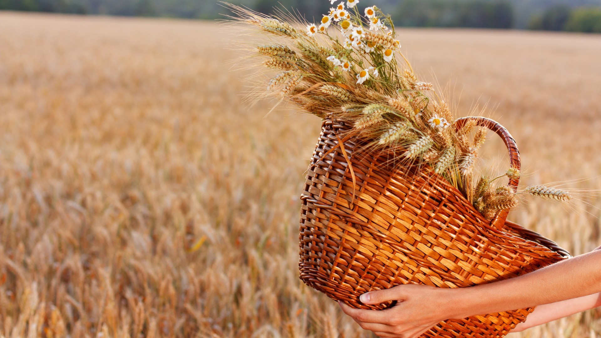 Wallpaper, hands, flowers, field, baskets, straw, wheat, Rye, cereal, barley, autumn, harvest, agriculture, prairie, crop, produce, land plant, flowering plant, grass family, food grain, commodity, maize 1920x1080 Wallpaper