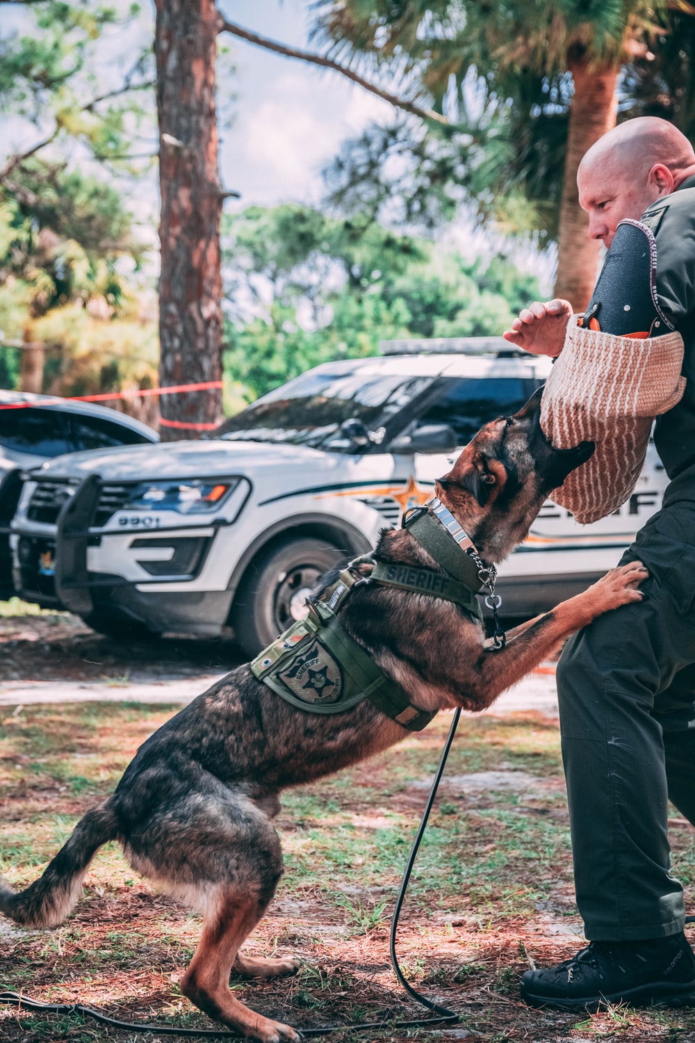 Police Dog Picture. Download Free Image