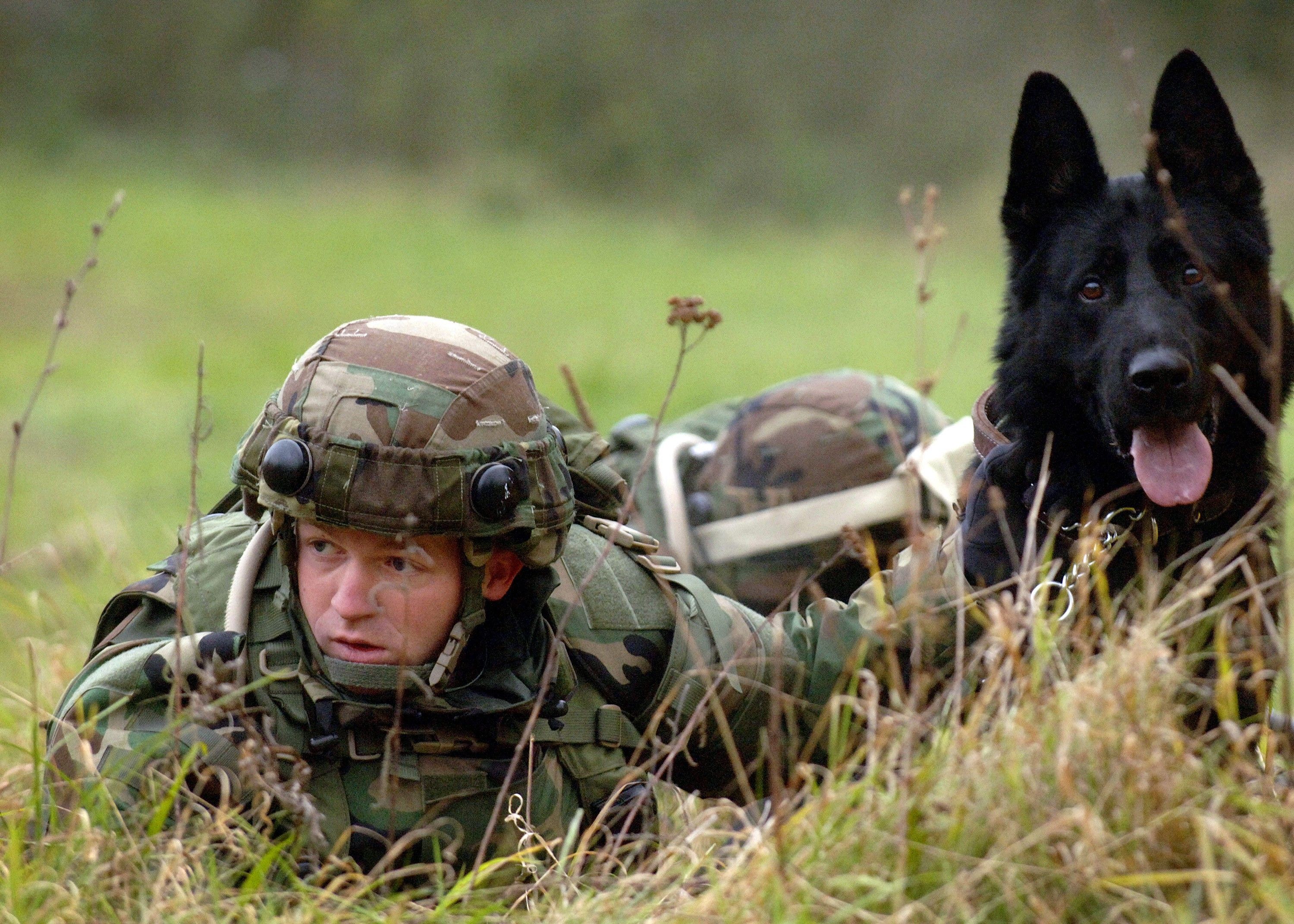 Black german shepherd wallpaper. Military dogs, Military working dogs, War dogs