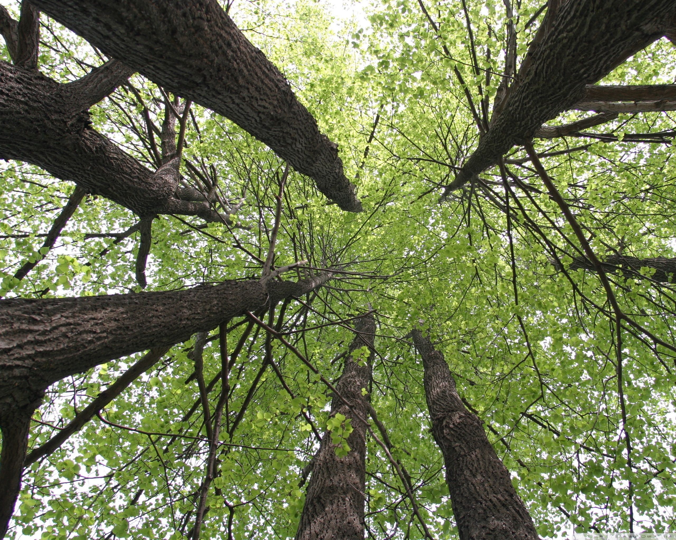 Linden Wallpapers - Wallpaper Cave