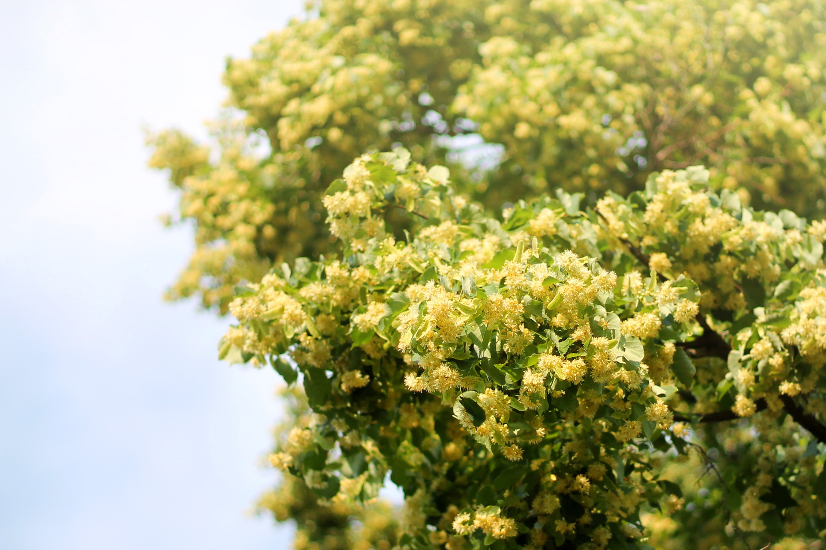 Linden tree flower yellow nature HD wallpaper  Peakpx