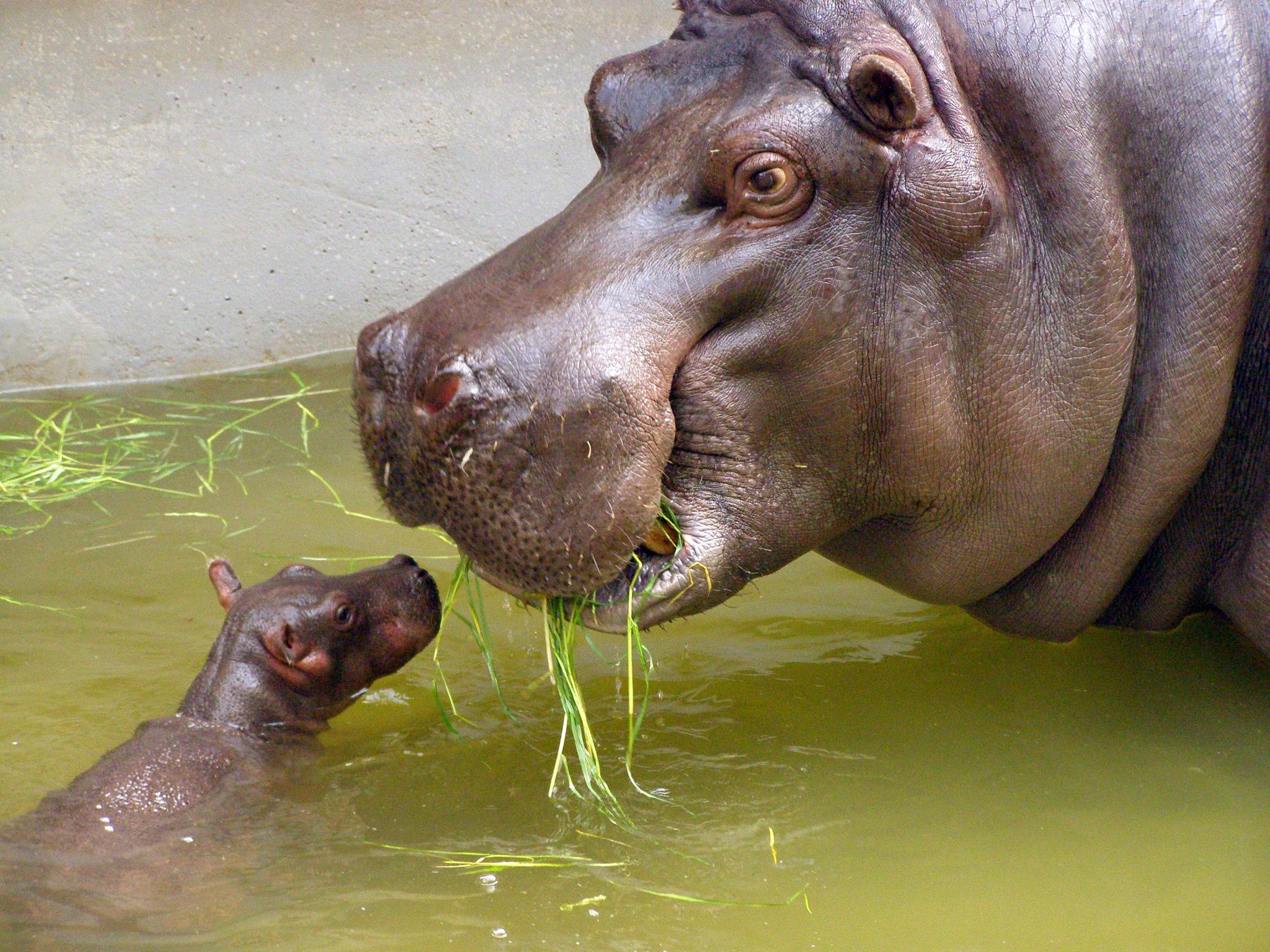 Hippo baby wallpaperx1536
