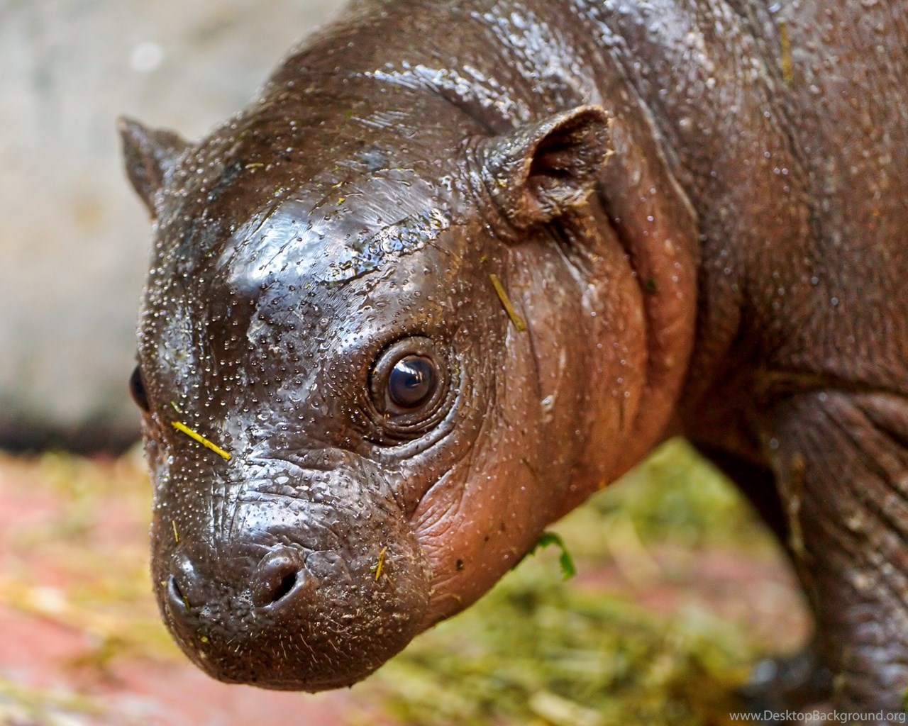 The Cute Hippo Baby Wallpaper Desktop Background