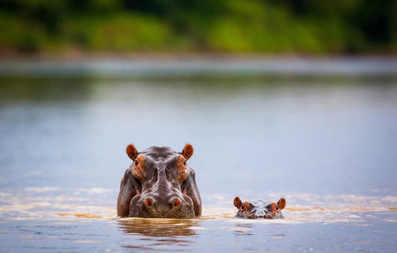 Wallpaper river, child, Hippo, wildlife, direct look image for desktop, section животные