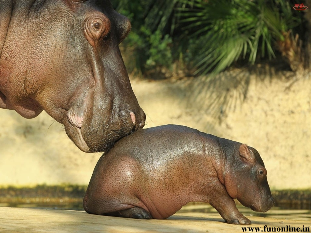 Free download Hippopotamus Wallpaper Download Giant Hippos HD Wallpaper [1024x768] for your Desktop, Mobile & Tablet. Explore Hippopotamus Wallpaper. Cute Hippo Wallpaper, Baby Hippo Wallpaper, Bing Hippo Wallpaper