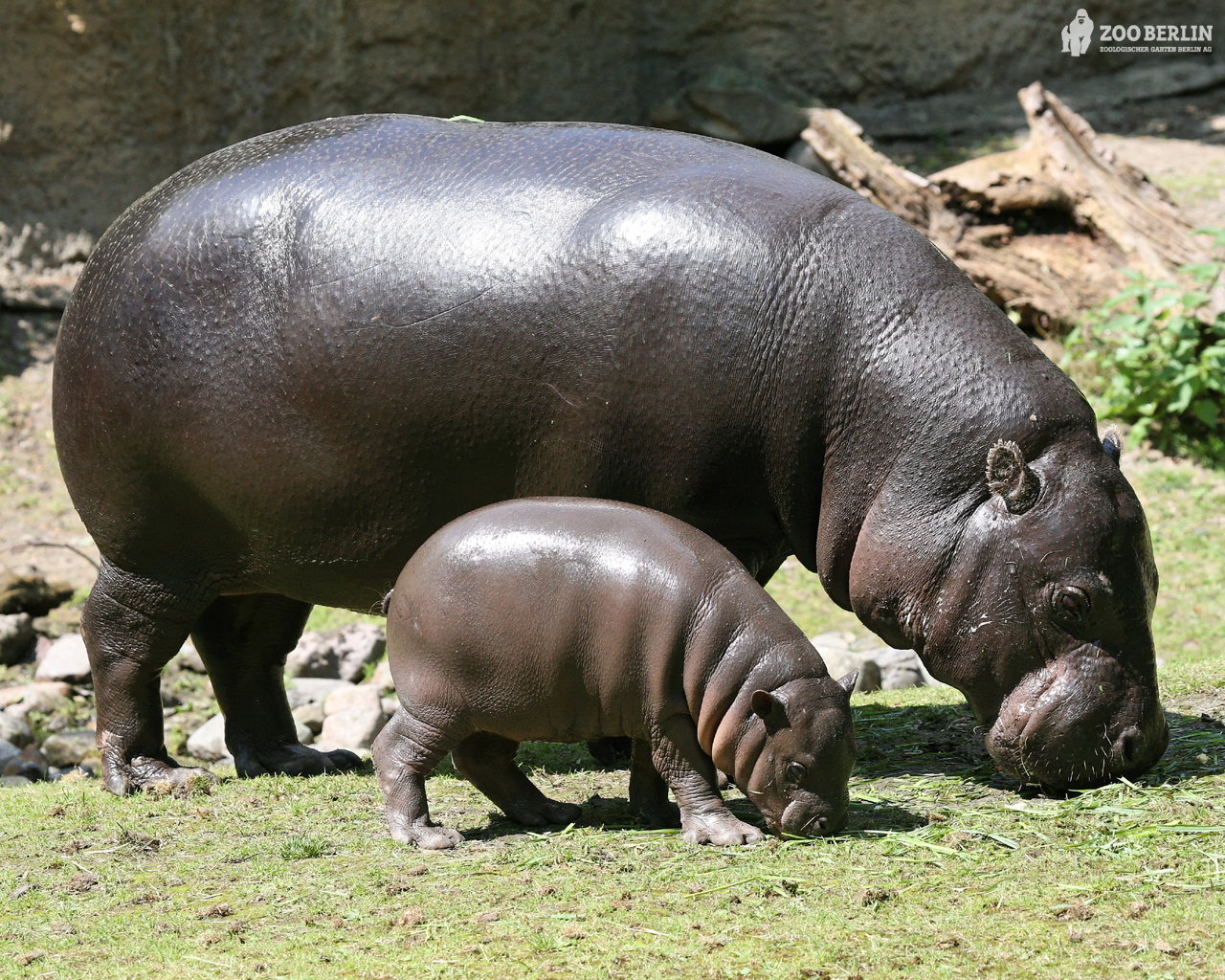 Hippopotamus and a Baby Cub , 1280x1024. All For Desktop