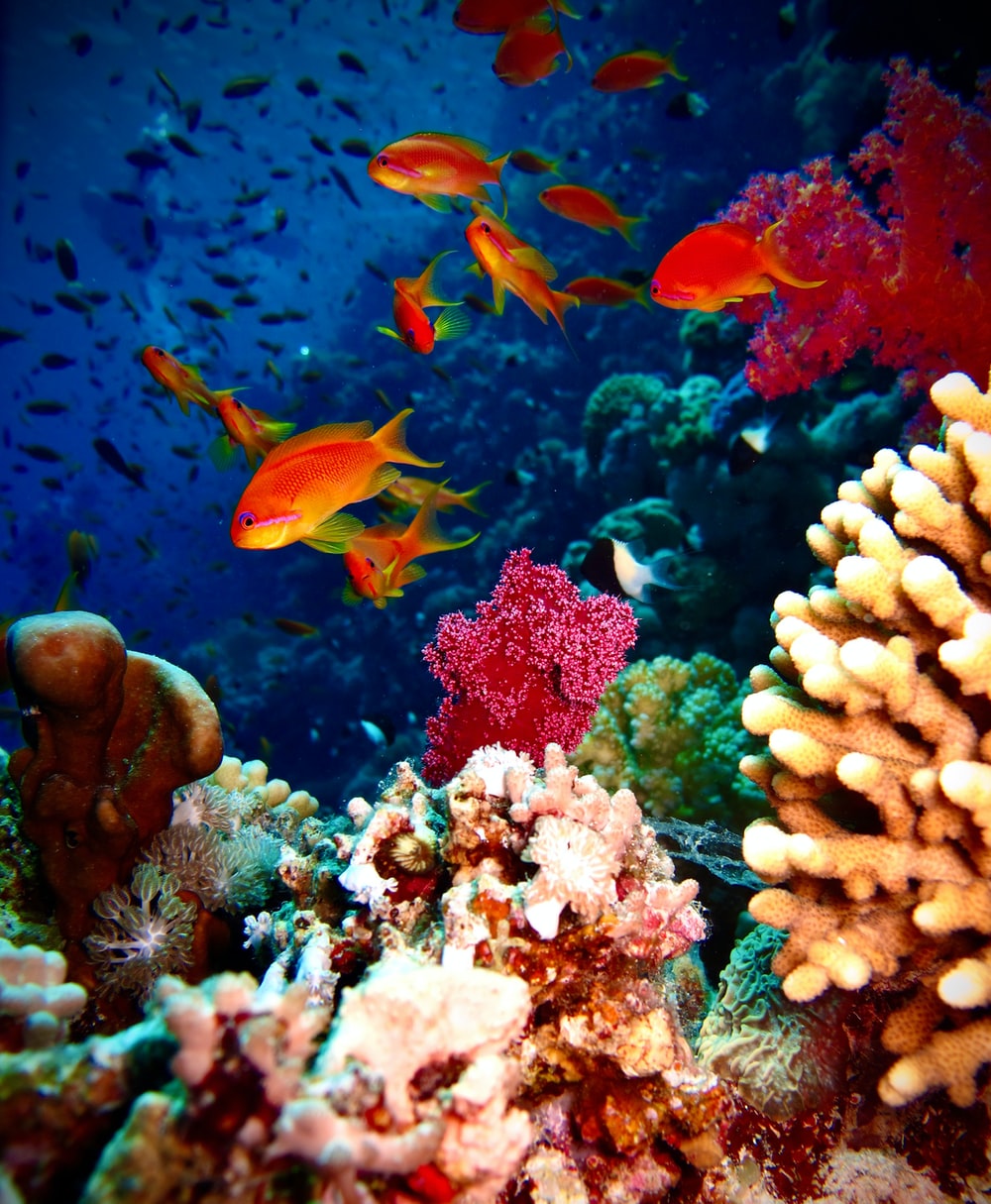 Marine Life Picture. Download Free Image