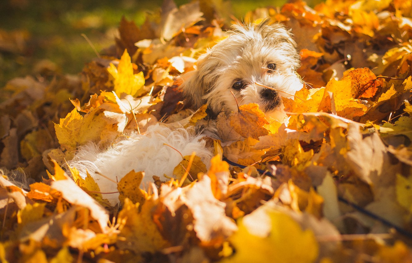 Wallpaper autumn, leaves, dog image for desktop, section собаки