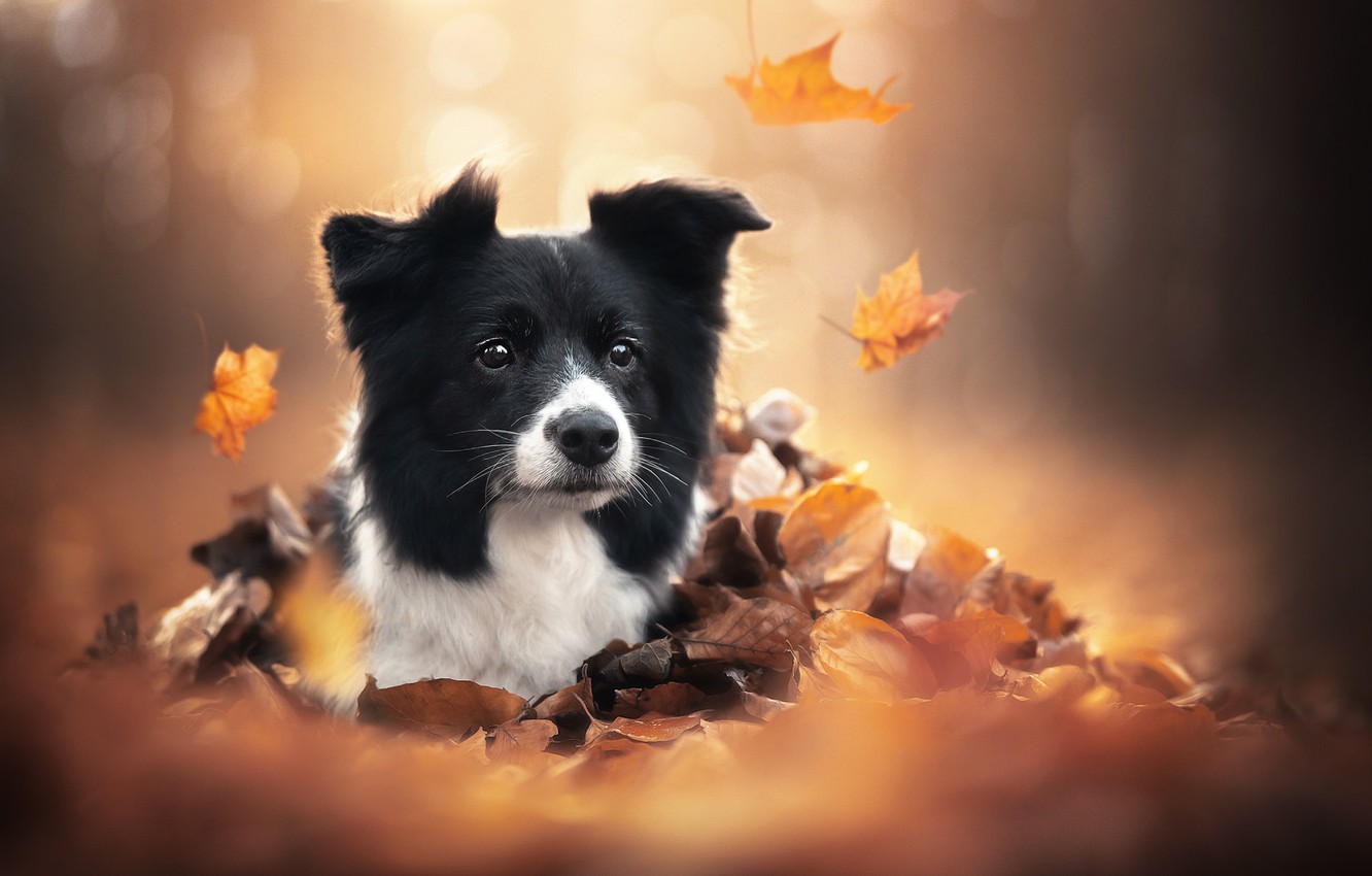 Wallpaper autumn, look, face, leaves, dog image for desktop, section собаки