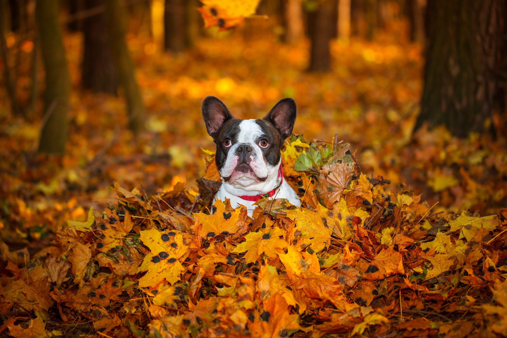 Cute Puppies Enjoy Fall