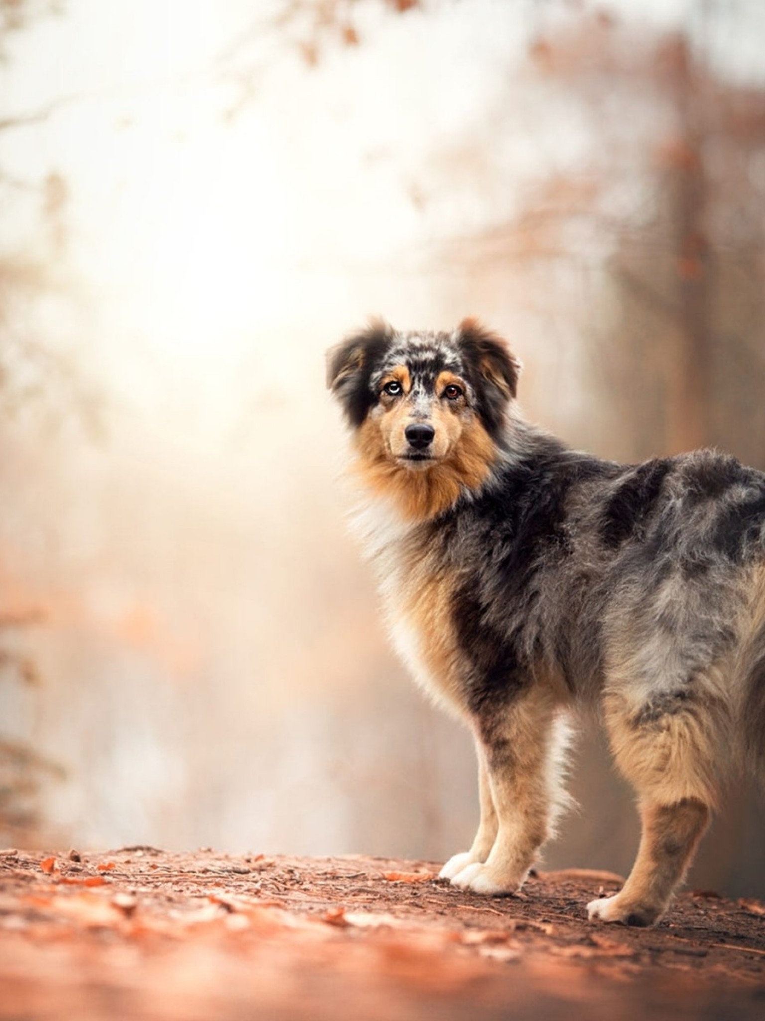Dog, Glare, Autumn, Trees, Leaves
