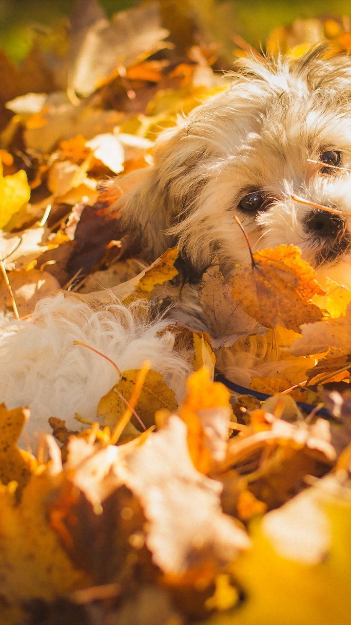 Wallpaper iPhone Autumn. Wallpaper iphone autumn, Wallpaper, Leaf wallpaper