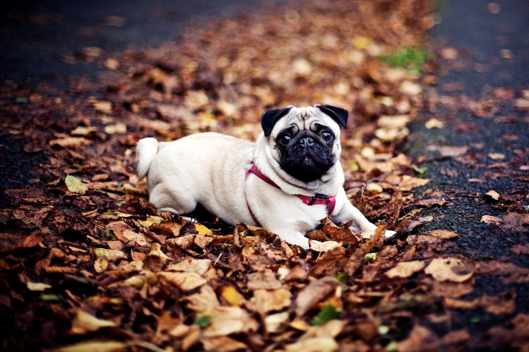 Dog Fall wallpaperx1333