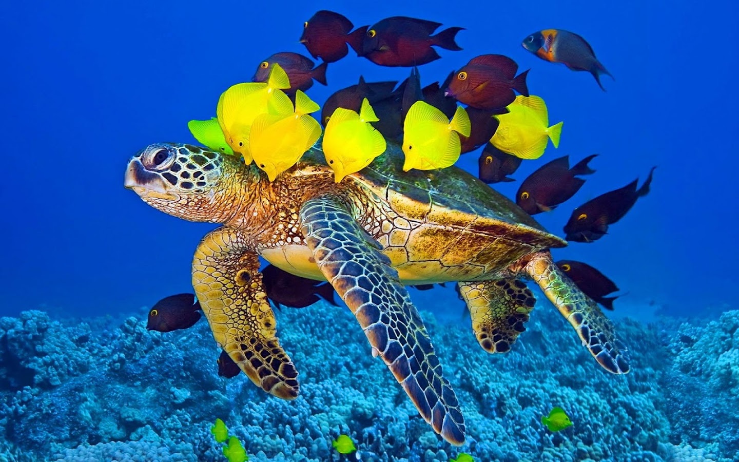 Sea Life wallpaper, Animal, HQ Sea Life pictureK Wallpaper 2019