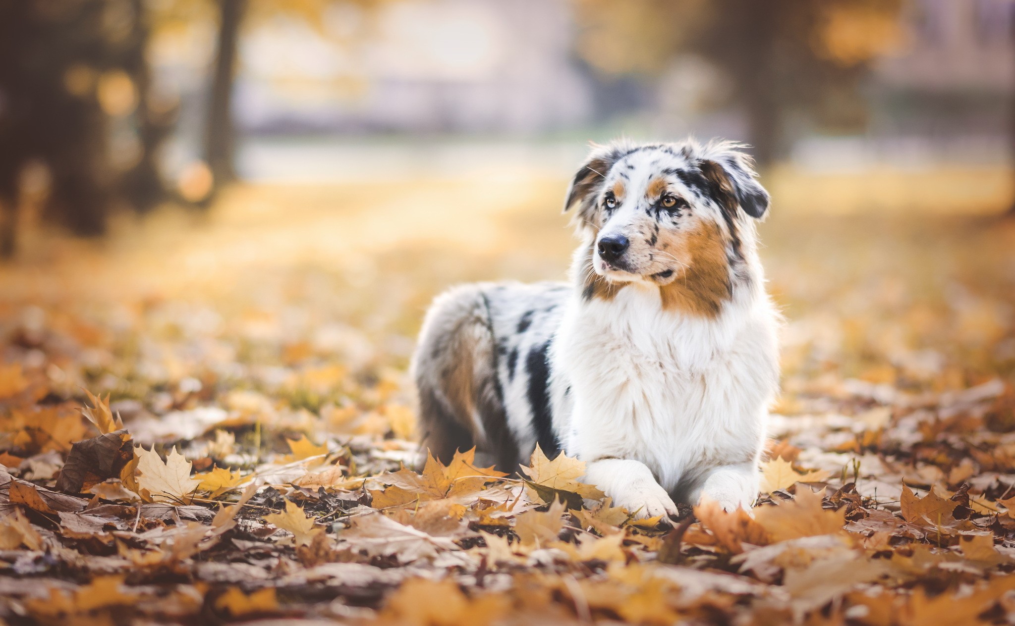Download Wallpaper autumn dog, 2048x1264, Dog on autumn leaves
