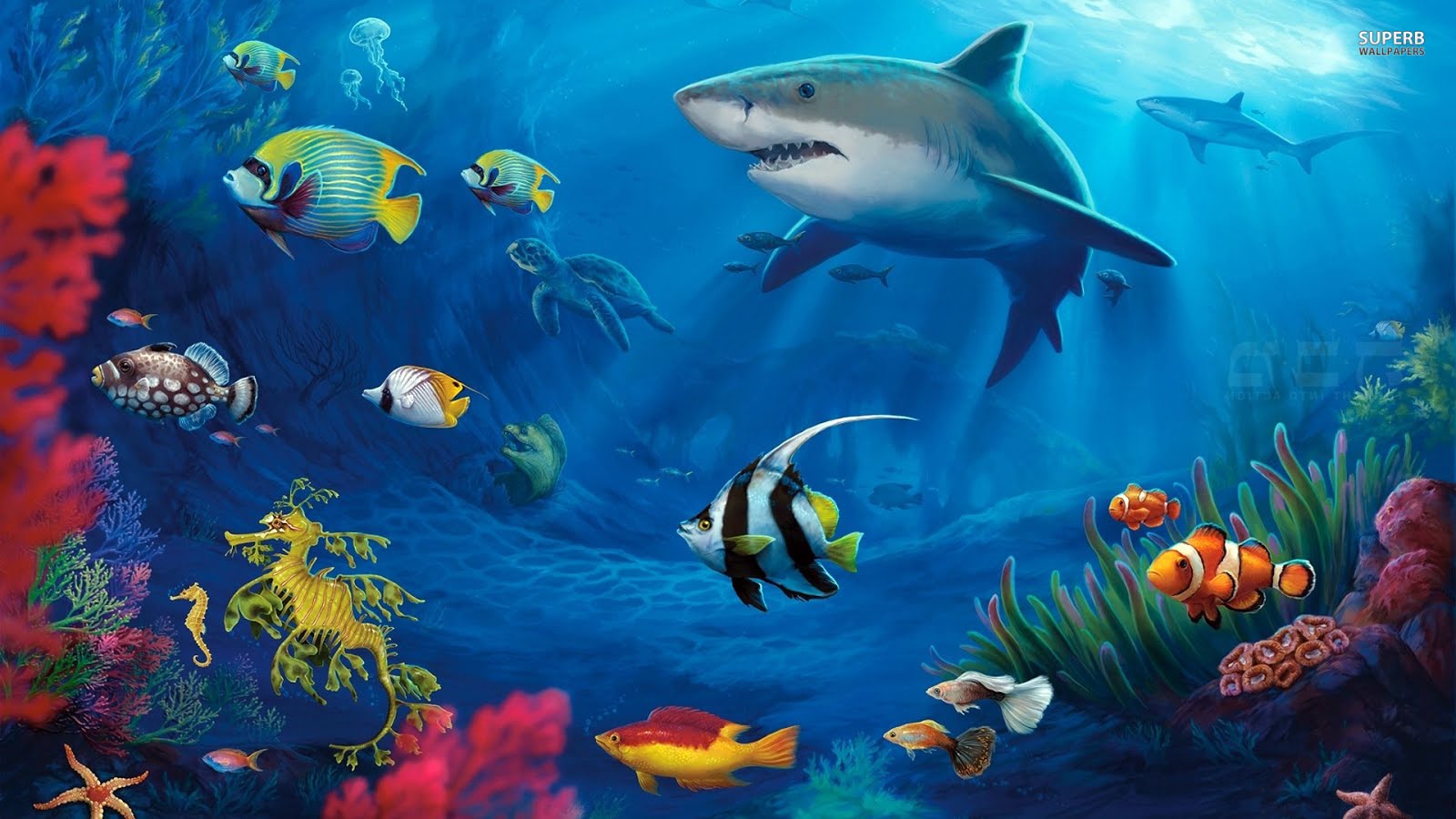 PHOTOGRAPHY PLUS: Underwater sea creatures and other animals Wallpaper. SEA LIFE Adventure Background