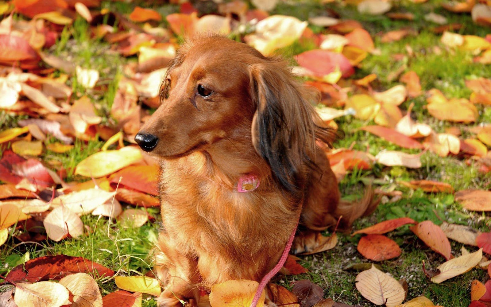 Free download HD animal photo of a dog with autumn leaves HD dogs wallpaper [1600x1000] for your Desktop, Mobile & Tablet. Explore Autumn Animal Wallpaper. HD Spring Wallpaper For